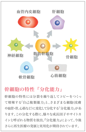 浄化濃縮幹細胞培養上清液