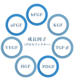 浄化濃縮幹細胞培養上清液に含まれる主要な成長因子