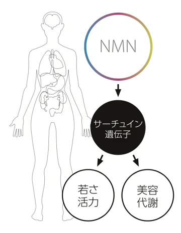 NMN点滴とは