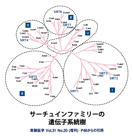 NMN点滴とは