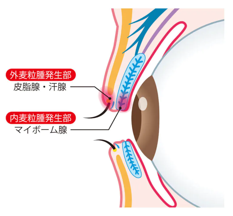 マイボーム腺とは